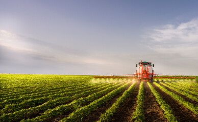 Tractor spraying soy field in sunset.