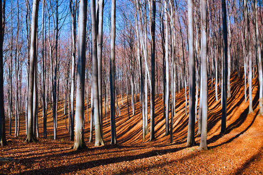 Autumn Beech Forest in Mountains