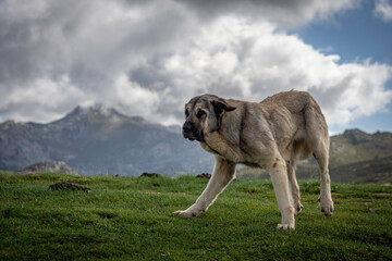 old mountain sheepdog, is a very old female