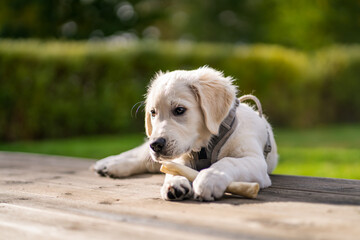 Golden retriever puppy chewing on bone