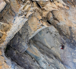 Wallcreeper (Tichodroma muraria)