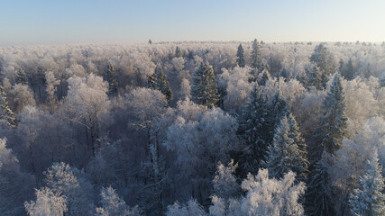 aerial view forest covered snow, frost. Frozen branches with hoarfrost in winter forest on sunny day winter landscape