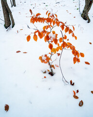 autumn tree wih leaves in the snow