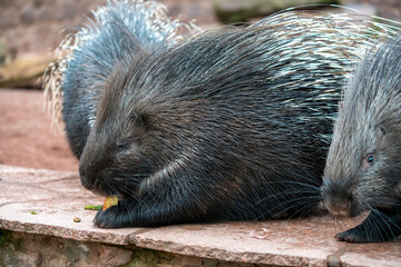 Cape porcupine portrait
