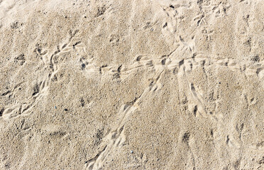 Fototapeta na wymiar Texture of sand with bird tracks close-up