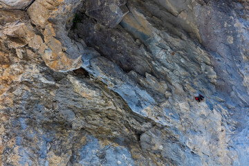 Wallcreeper (Tichodroma muraria)