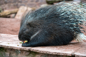 Cape porcupine portrait