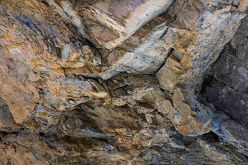 Wallcreeper (Tichodroma muraria)