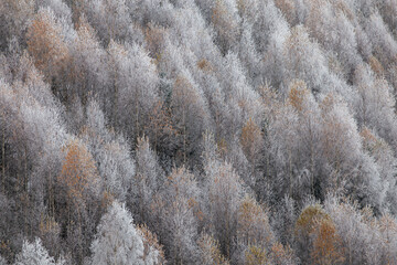 Winter landscape of the frozen forest