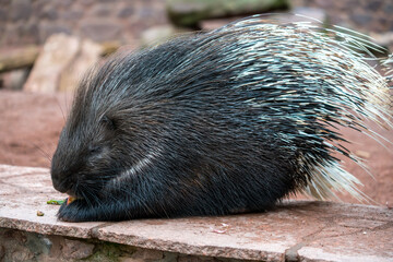 Cape porcupine portrait