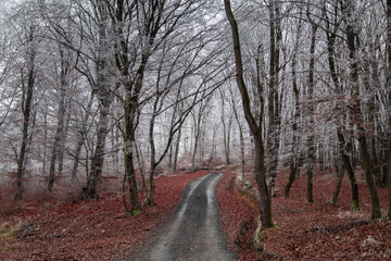 Winter landscape of the frozen forest