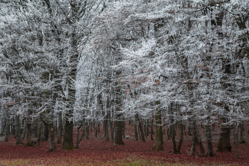 Winter landscape of the frozen forest