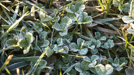 Europe, Ukraine, Kiev - December 11, 2020: Abnormal weather.  Heavy ice.  Freezing and icing on the road.  Frozen grass and trees