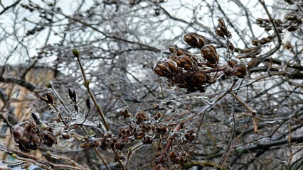 Europe, Ukraine, Kiev - December 11, 2020: Abnormal weather.  Heavy ice.  Freezing and icing on the road.  Frozen grass and trees
