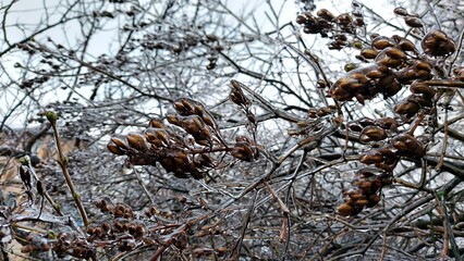Europe, Ukraine, Kiev - December 11, 2020: Abnormal weather.  Heavy ice.  Freezing and icing on the road.  Frozen grass and trees