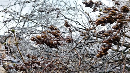 Europe, Ukraine, Kiev - December 11, 2020: Abnormal weather.  Heavy ice.  Freezing and icing on the road.  Frozen grass and trees