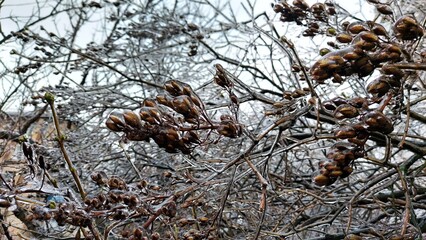 Europe, Ukraine, Kiev - December 11, 2020: Abnormal weather.  Heavy ice.  Freezing and icing on the road.  Frozen grass and trees