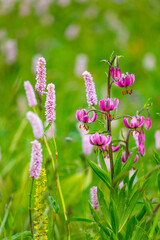 Martagon Lily (Lilium martagon) Col de la Cayolle, Ubaye Valley, Vallée de l'Ubaye, Alpes Haute Provence, Provence, France, Europe