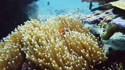 Naklejka na ściany i meble Sea anemone and clown fish on the coral reef, tropical fishes. Underwater world diving and snorkeling on coral reef. Hard and soft corals underwater landscape