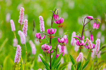 Martagon Lily (Lilium martagon) Col de la Cayolle, Ubaye Valley, Vallée de l'Ubaye, Alpes Haute Provence, Provence, France, Europe