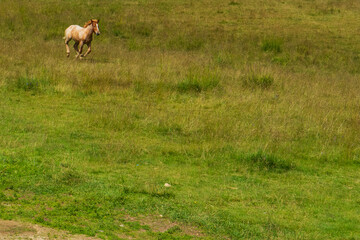 Light coloured foal running on a field in Bucegi National park, Romania