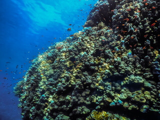 colorful corals and lot of colorful lfishes in deep blue water
