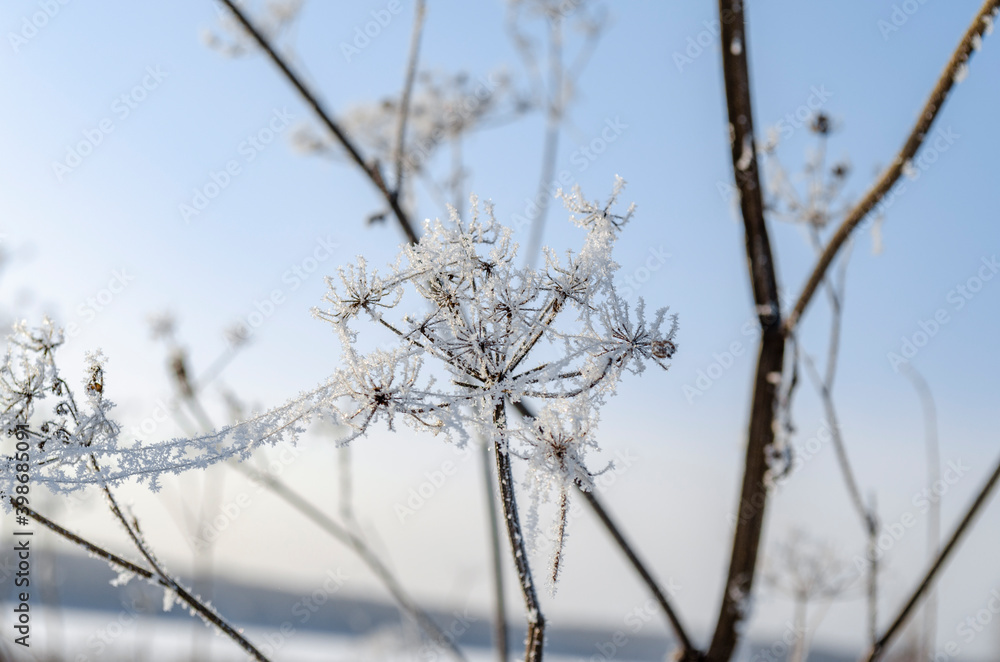 Wall mural hoar frost covered angelica. white angelica. frozen plant in the field. inflorescence umbrella. snow