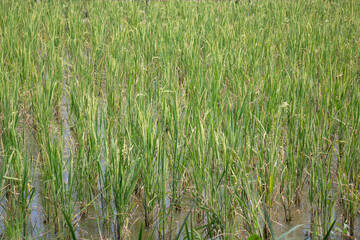 Green rice field relax in summer