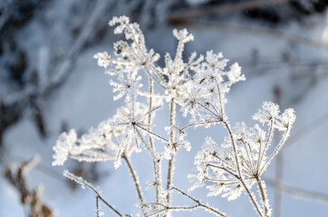 Hoar frost covered angelica. White angelica. Frozen plant in the field. Inflorescence umbrella. Snow white plant. Snowflakes. Winter patterns. Icicles. Snow crystals.