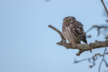 Steinkauz (Athene noctua)