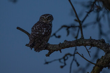 Steinkauz (Athene noctua)