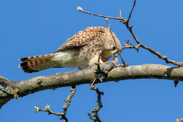 Turmfalke (Falco tinnunculus) Weibchen