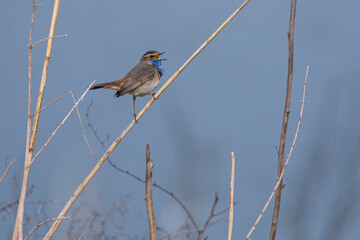 Weißsterniges Blaukehlchen (Luscinia svecica) Männchen