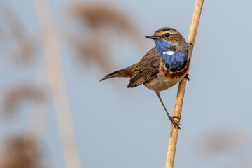Weißsterniges Blaukehlchen (Luscinia svecica) Männchen