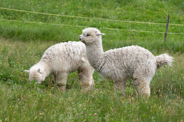 Obraz premium coppia di lama bianchi