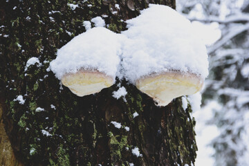 Huby we śniegu  © calibanx