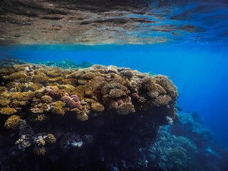 large coral colony in blue sea water near the surface