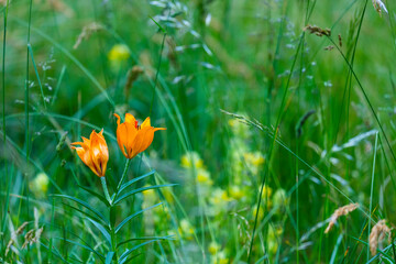 Orange lily, Fire lily or Tiger lily (Lilium bulbiferum) Col de la Cayolle, Ubaye Valley, Vallée de l'Ubaye, Alpes Haute Provence, Provence, France, Europe