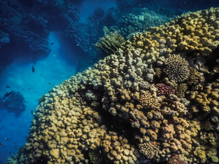 Naklejka na ściany i meble large beautiful corals with white sand on the sea floor