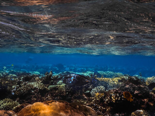 Fototapeta na wymiar colorful coral world just below the water surface