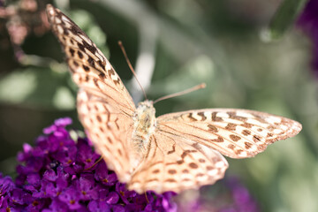 Schmetterling auf lila Flieder, Makro
