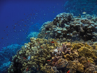 Plakat colorful corals and lot of smal fishes in the red sea while diving