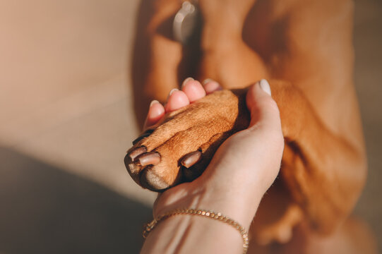 Beautiful Young Hungarian Vizsla model dog in the City