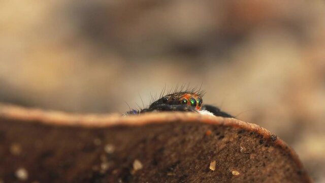 Macro Close-up of Beautiful Furry Red-Faced Saitis Jumping Spider