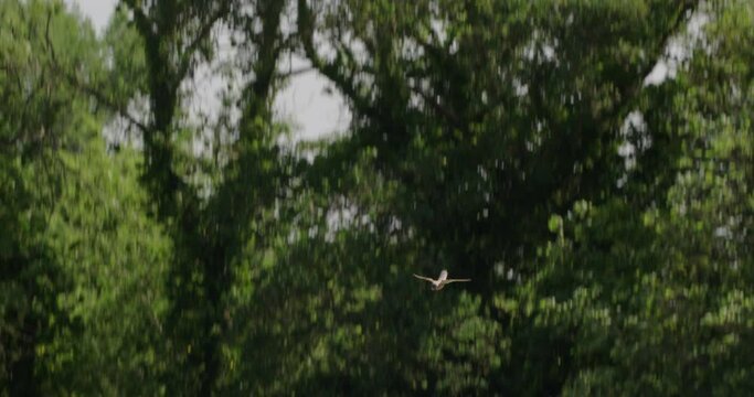 Kestrel hunting, Compton Abbas, Dorset, UK