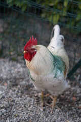 cock, gallo