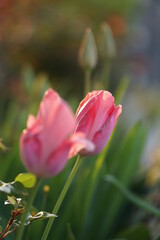 Fototapeta premium flowers