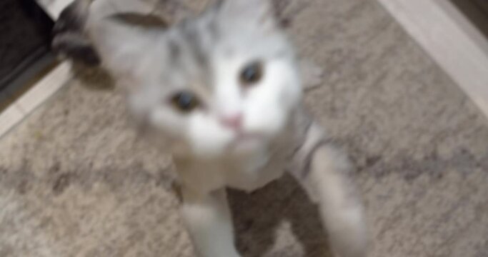 a meowing cat and looking for attention in the kitchen, the master's apartment.