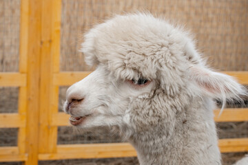 White Alpaca at the Zoo