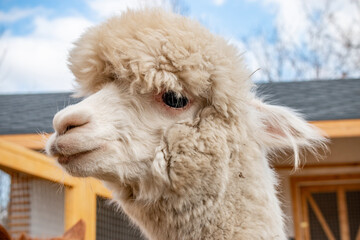 White Alpaca at the Zoo